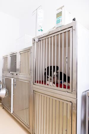 Ein Hund bei der Infusion