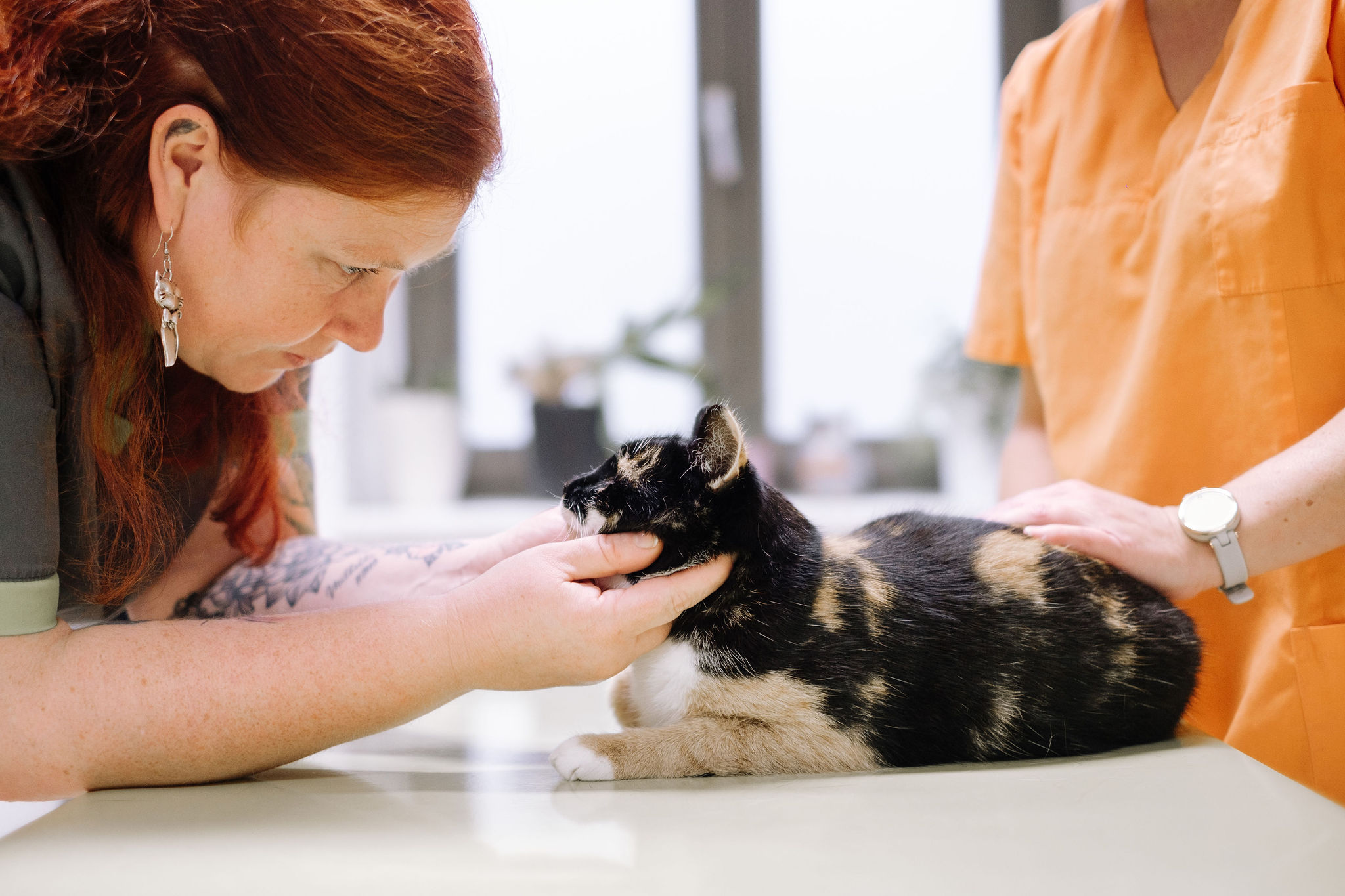 Saskia Hintze beim Behandeln einer Katze